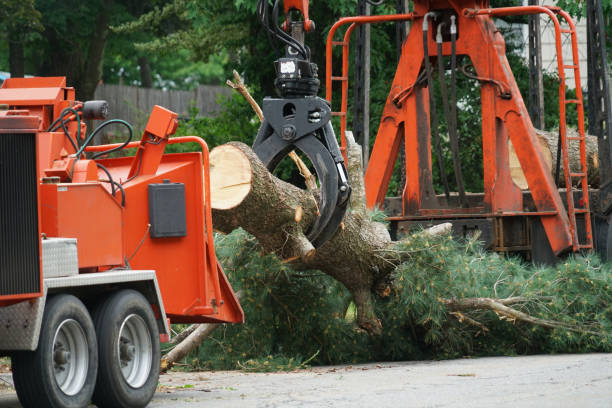 Goose Creek Village, VA Tree Service Company